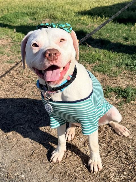 Daisy