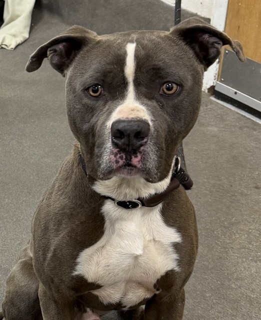 Cortez